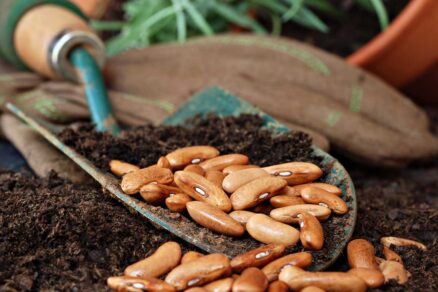 Výsev fazule na záhon