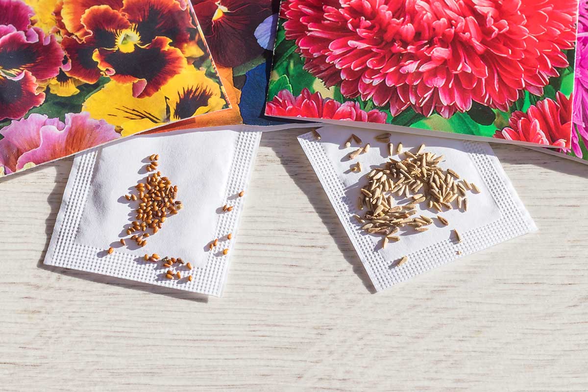 Semená kvetov pripravené na výsev