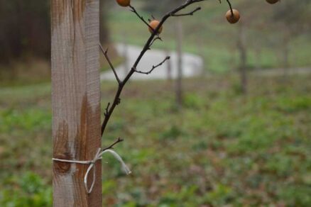 Plody zababčeného stromu po výsadbe