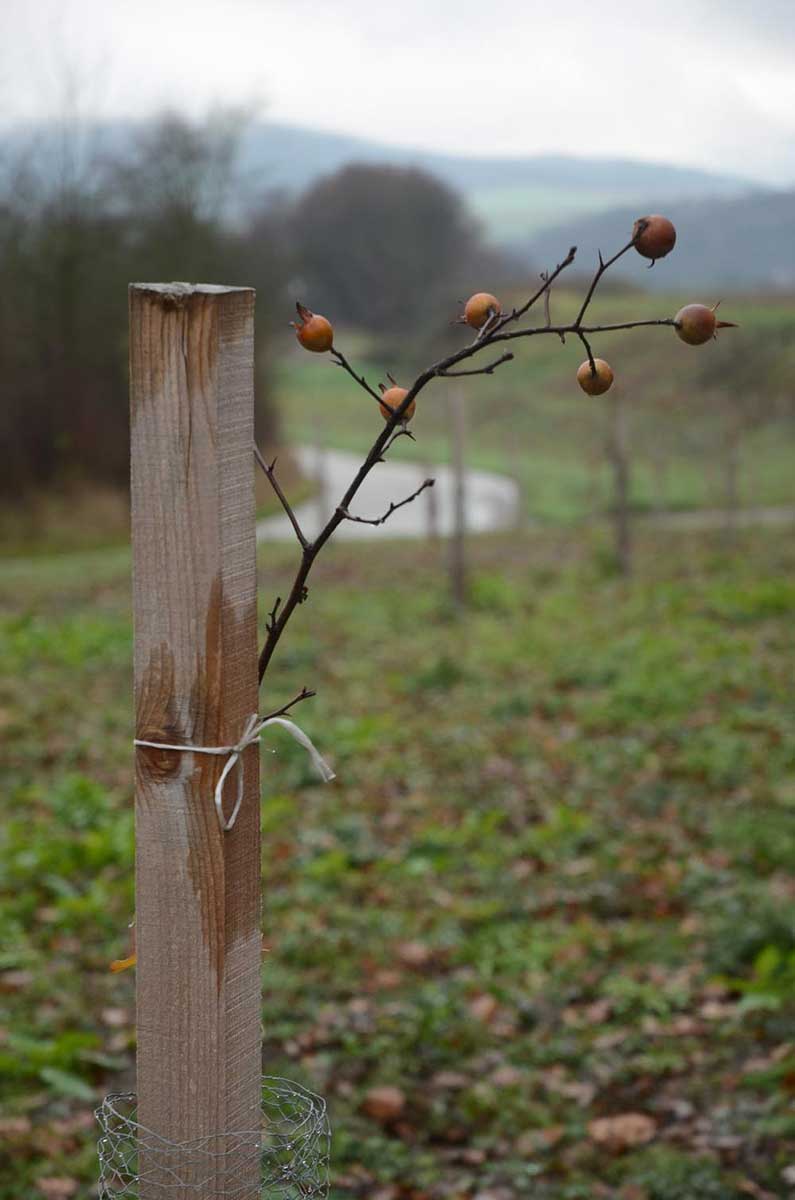 Plody zababčeného stromu Foto: archív Ovocnej škôlky Biele Karpaty