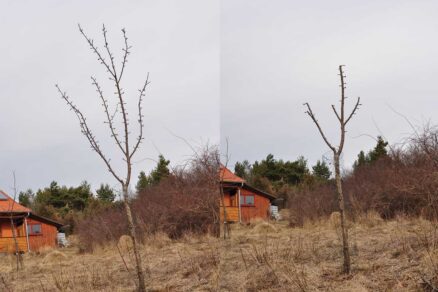 Opravný rez zababčeného stromu