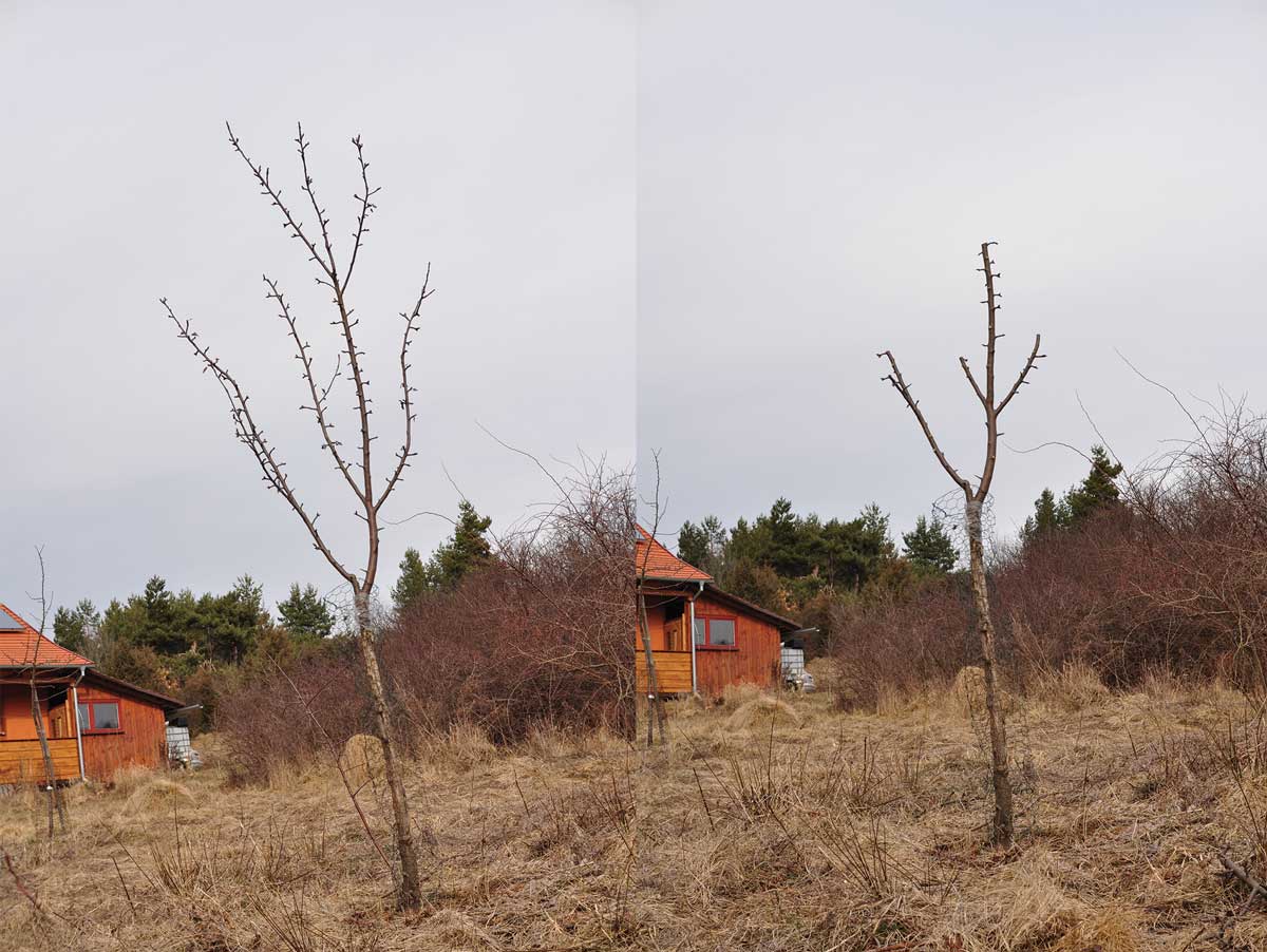 Opravný rez zababčeného stromu 