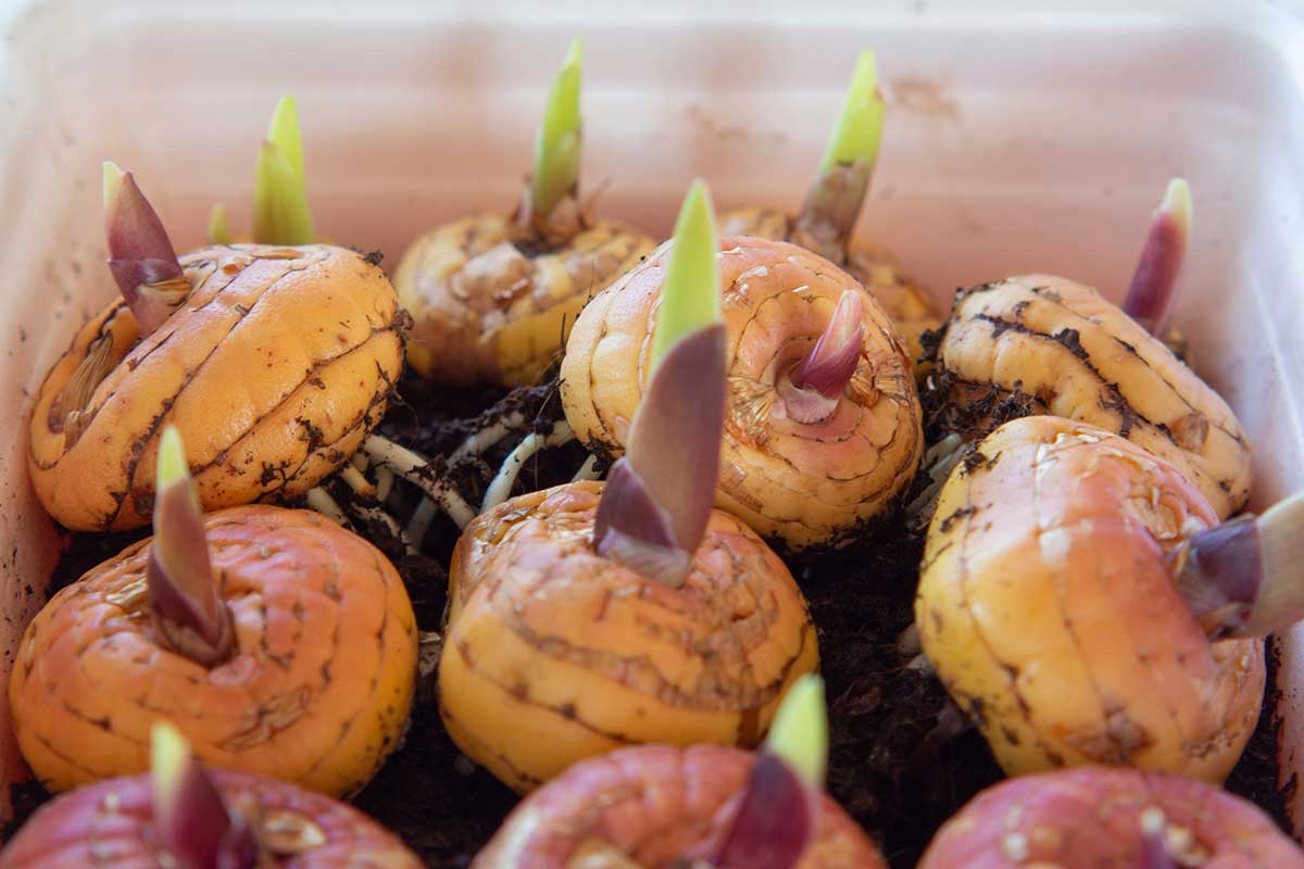 Hľuzy mečíkov pripravené na výsadbu 