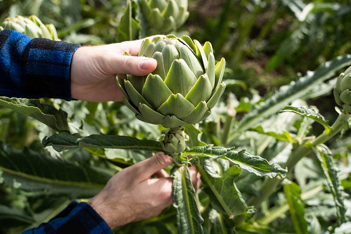 Zber kvetných úborov artičoky