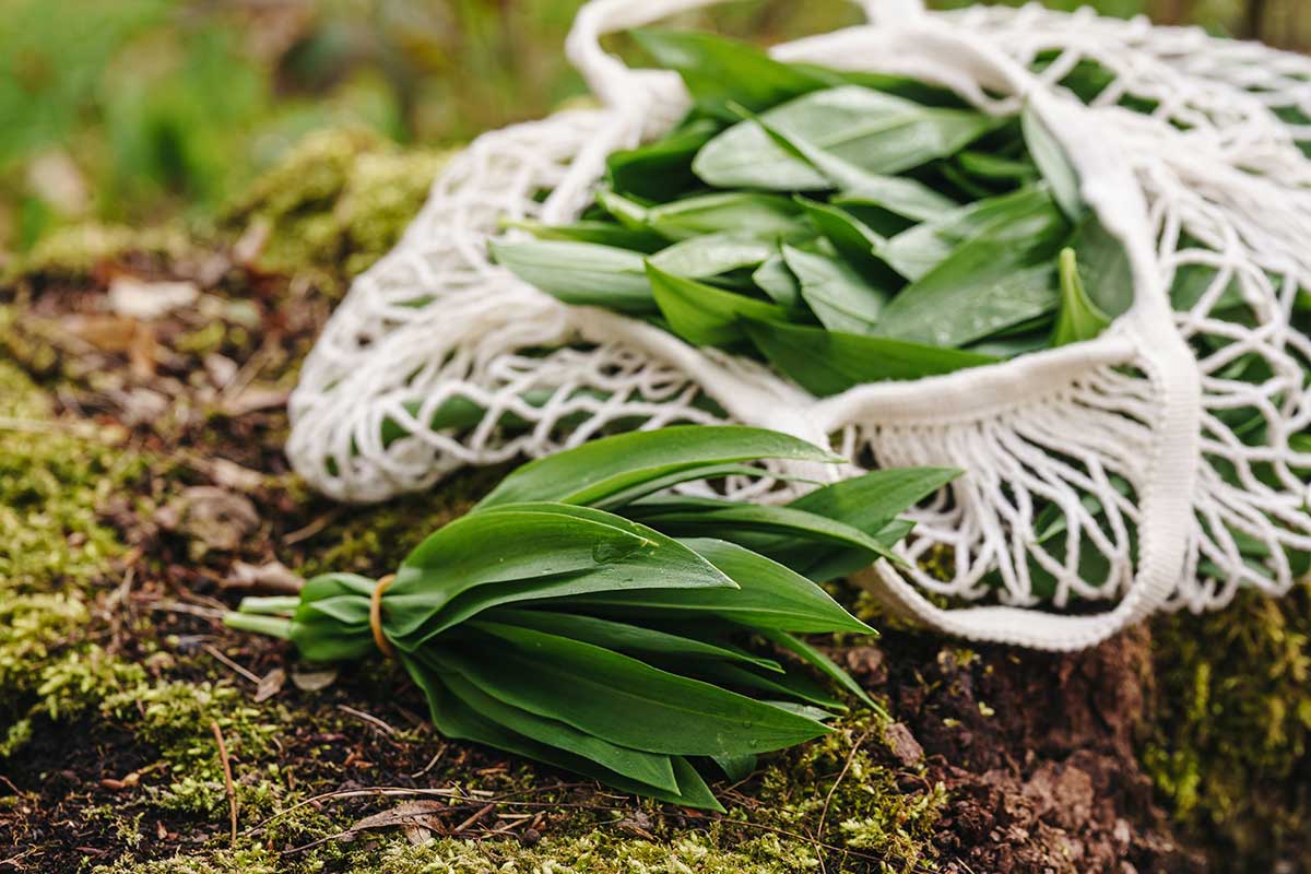 Zbieranie listov medvedieho cesnaku do bielej sieťovanej tašky