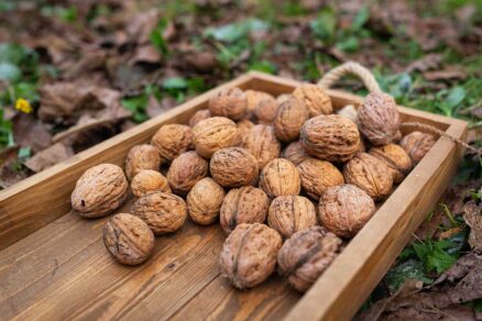 Zbieranie zdravých orechových plodov do dreveného podnosu