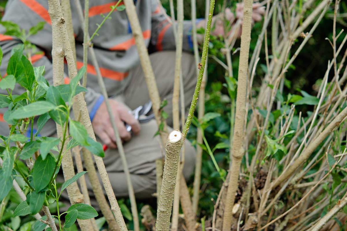 Rez zlatovky Foto: Jason Ingram/Gardener´s World