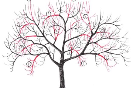 Ilustrácia zmladzovacieho rezu