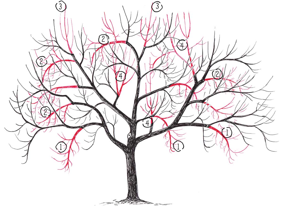 Ilustrácia zmladzovacieho rezu 