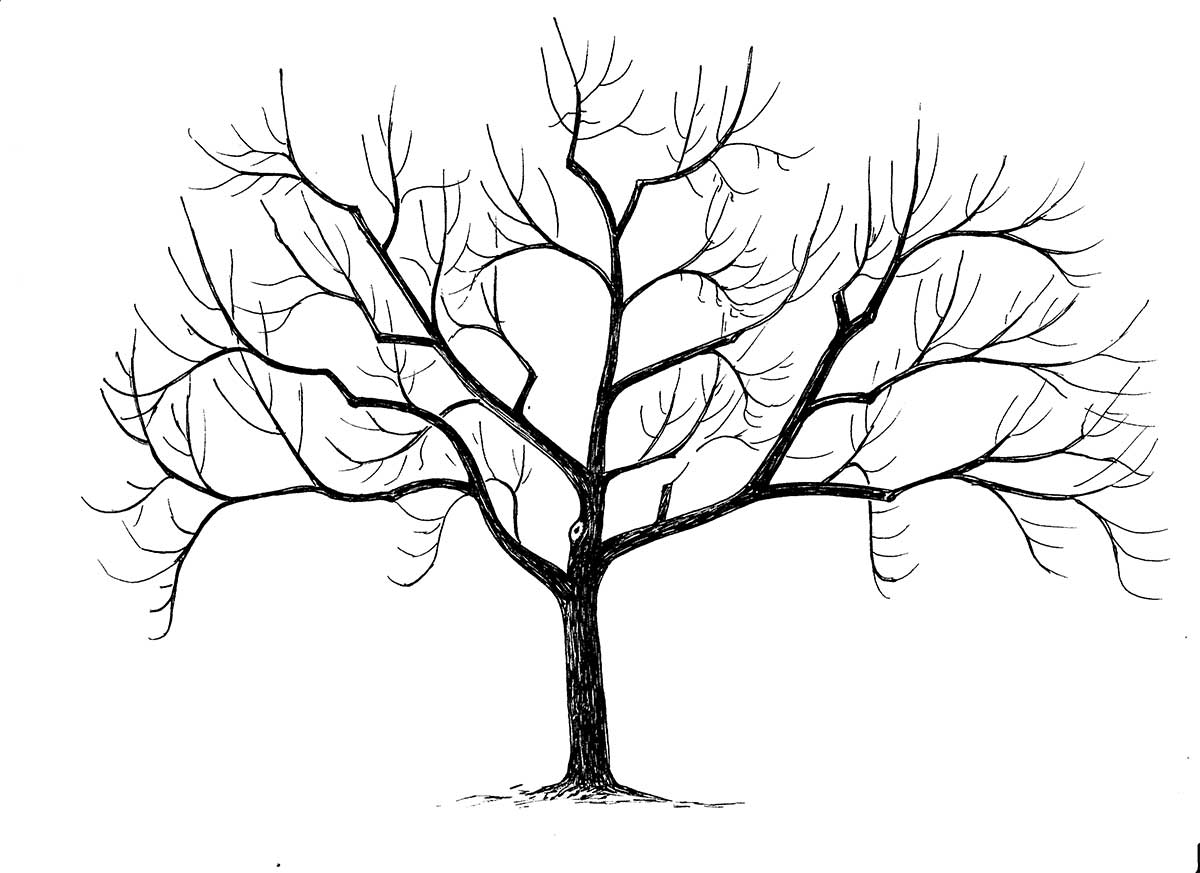 Stav po zmladení Ilustrácia: Ján Veselý 