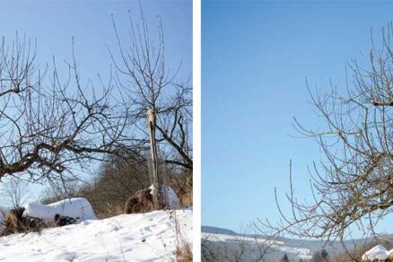 Zmladzovací rez stromu pred a stav jeden rok po reze
