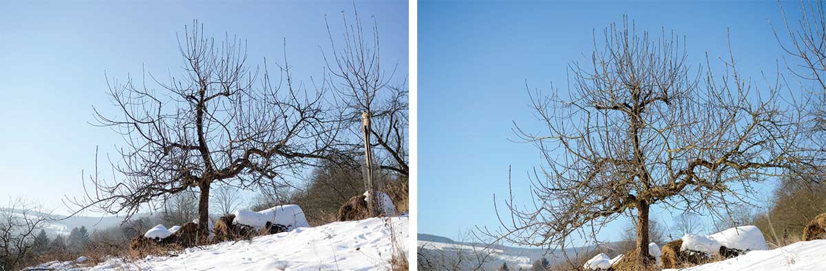 Zmladzovací rez stromu pred a stav jeden rok po reze