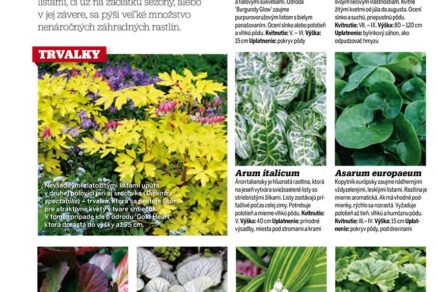 Článok 30+1 najkrajších rastlín atraktívnych olistením