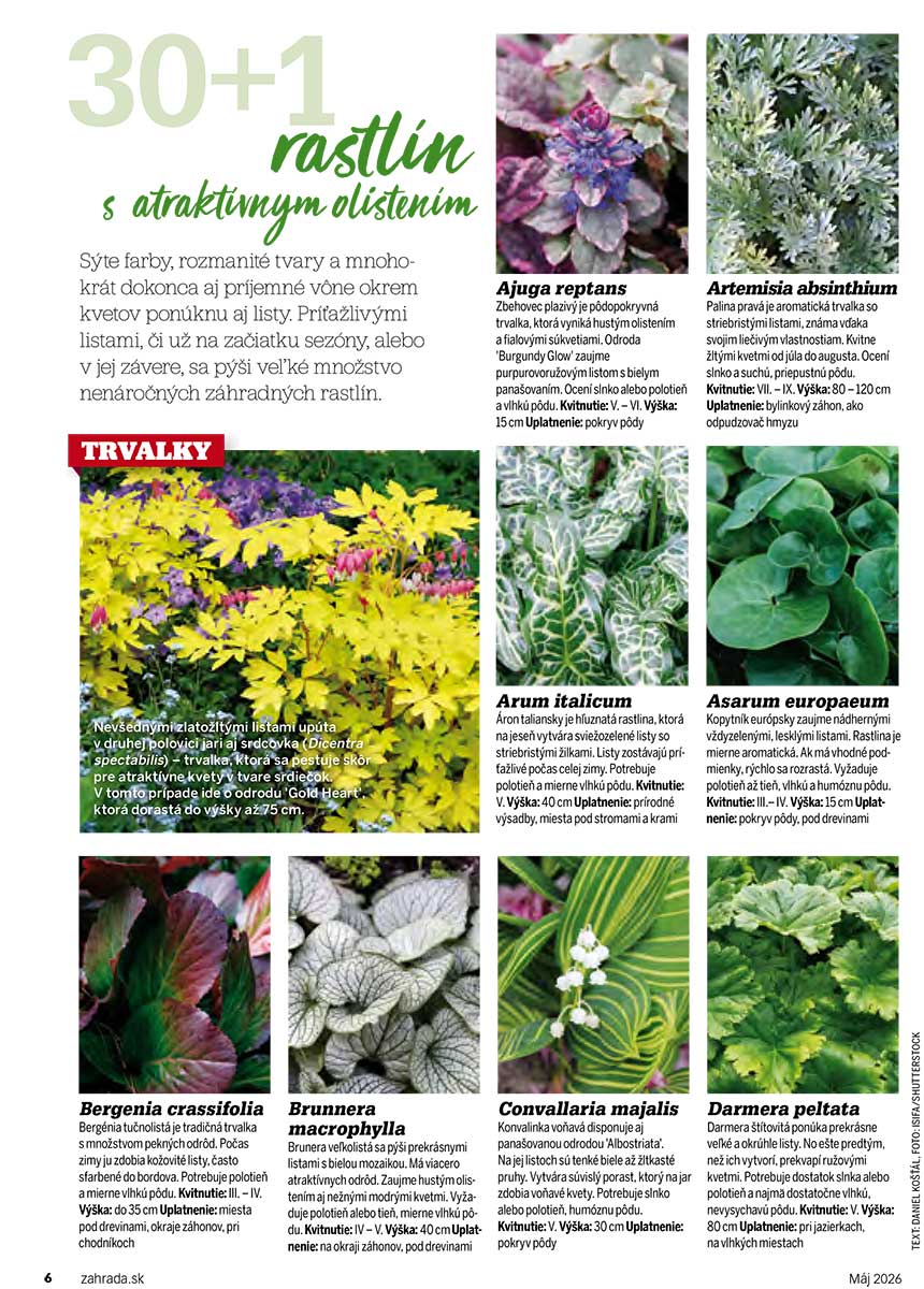 Článok 30+1 najkrajších rastlín atraktívnych olistením