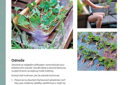 Obsah knihy Vyvýšené záhony na balkoně