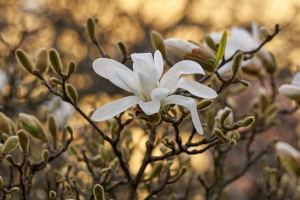Magnólia hviezdicovitá Waterlily