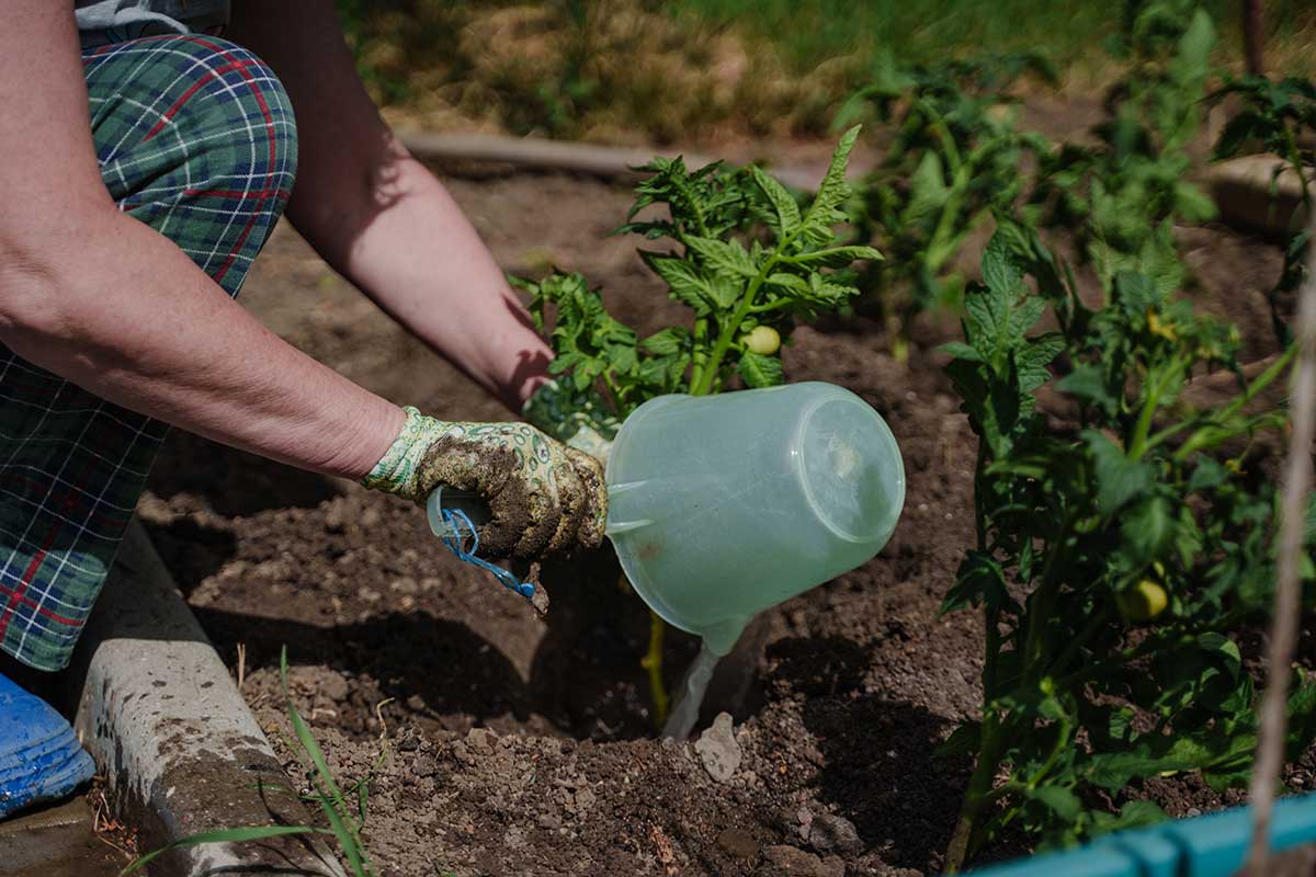 Polievanie paradajok tekutým hnojivom priamo ku koreňom v záhone