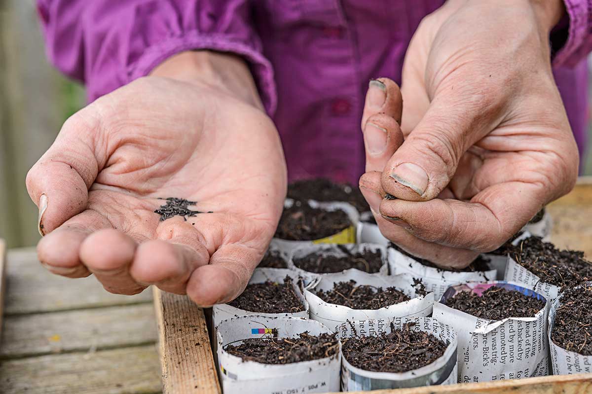 Výsev semien do črepníkov na pestovanie priesad
