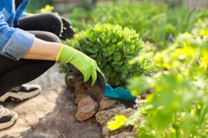 Ako získať nové rastliny zadarmo? Využite to, čo už rastie v záhone