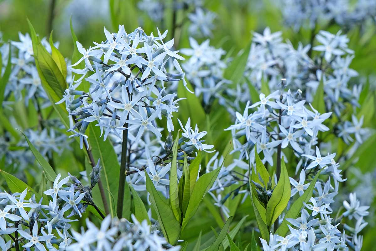 Amsonia