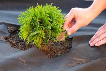 Aplikácia granulovaného hnojiva ku koreňom okrasného kríka