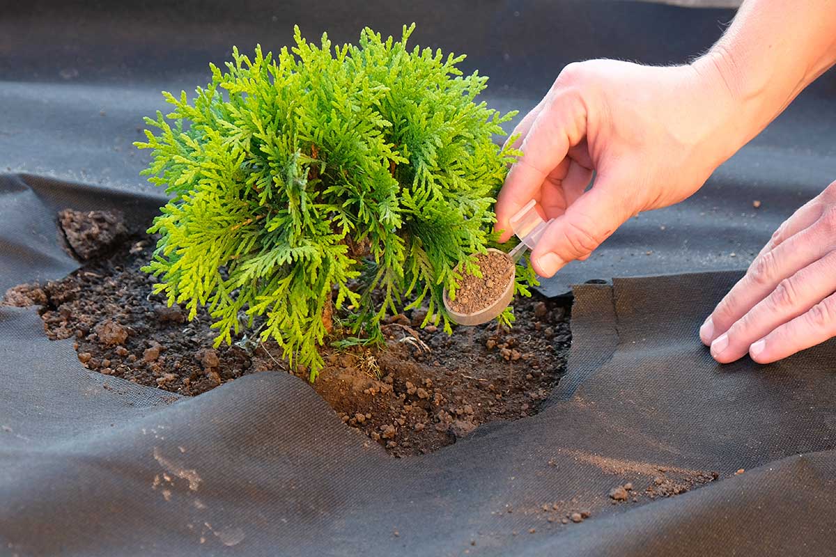Aplikácia granulovaného hnojiva ku koreňom okrasného kríka