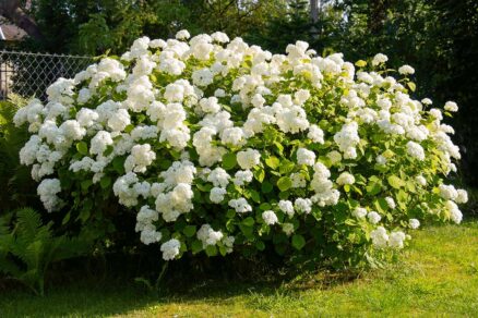 Biele hortenzie v záhrade
