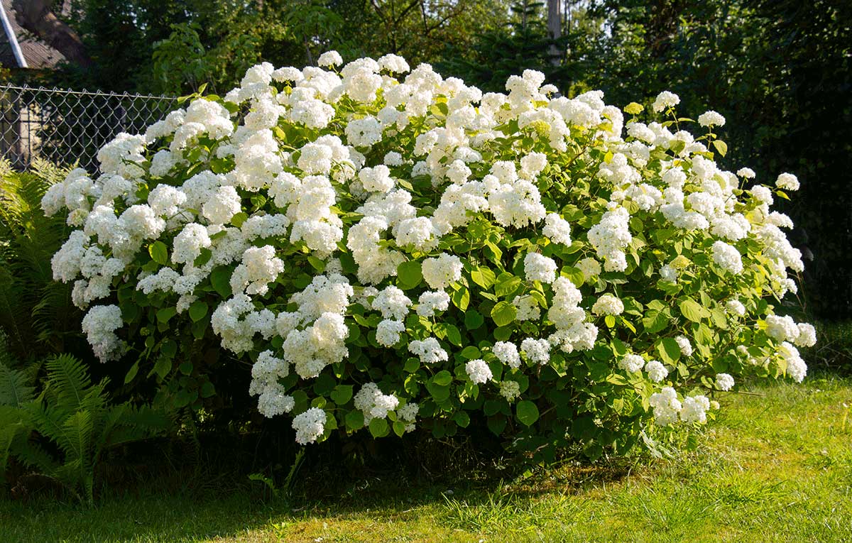 Biele hortenzie v záhrade