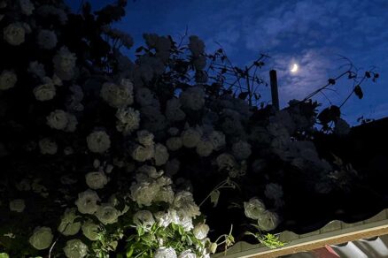 Biele ruže v nočnej záhrade