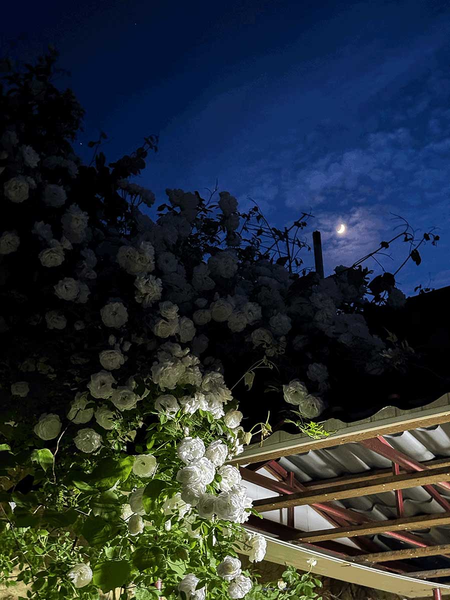 Biele ruže v nočnej záhrade