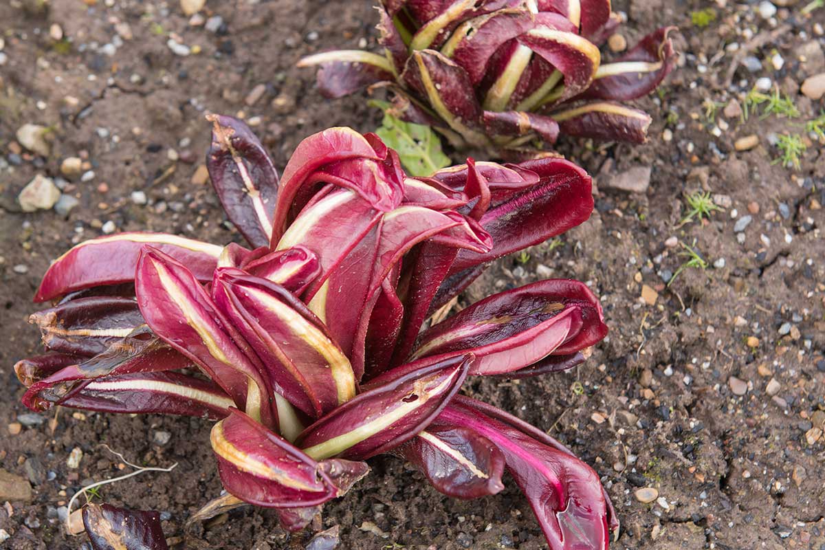 Čakanka šalátov rastúca na záhone