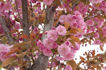 Čerešňa pílkatá Kanzan