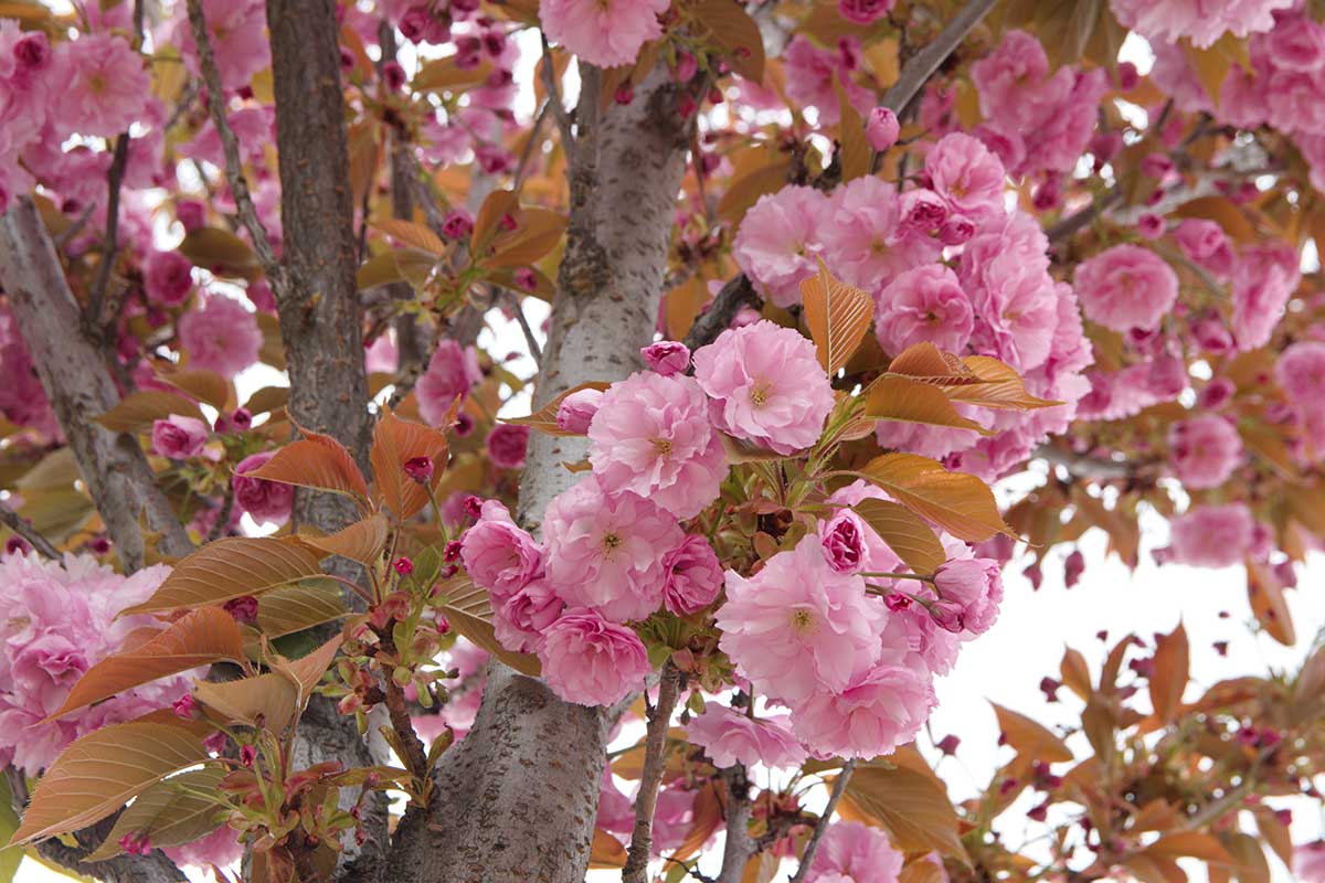 Čerešňa pílkatá Kanzan