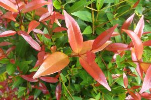 Záhradkárka radí: Škvrnitosť na červienke? Takto by ste mali zasiahnuť