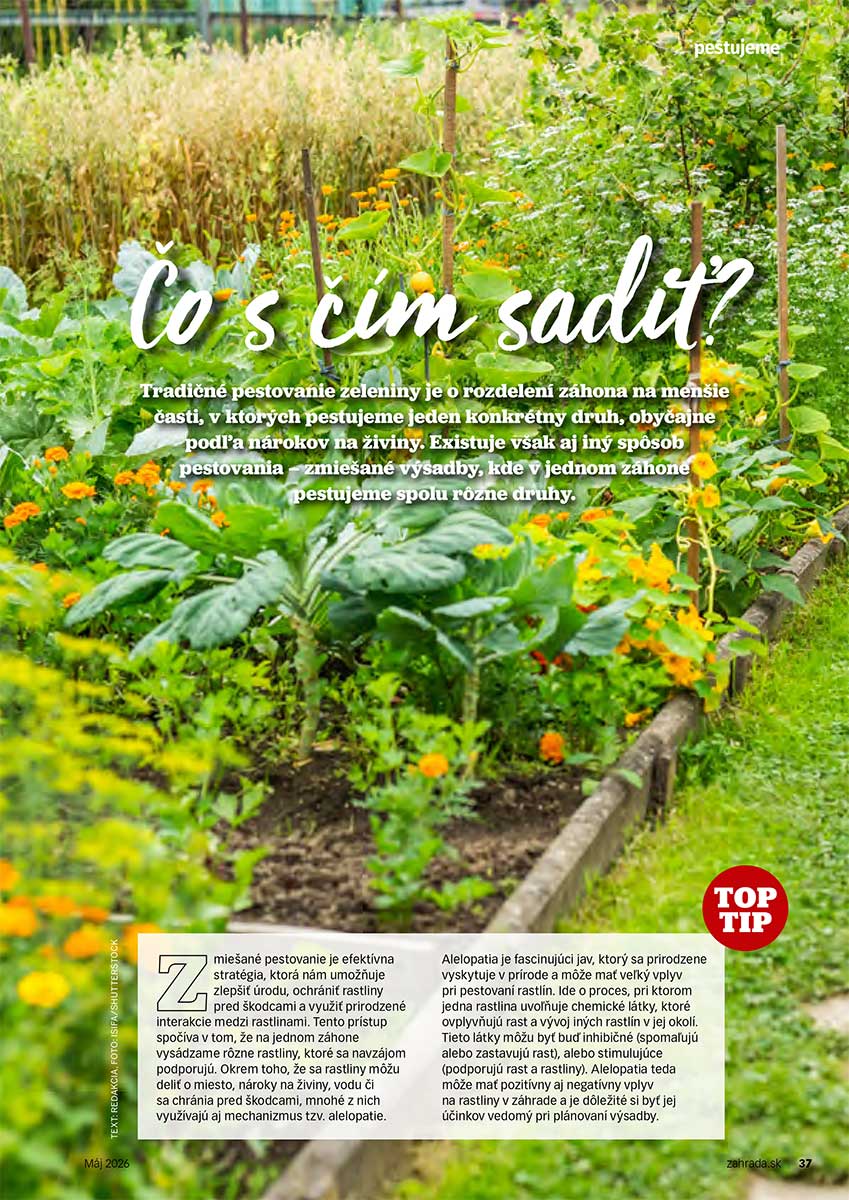 Článok Čo s čím sadiť