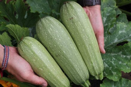 Cuketa odroda EMPEROL F1