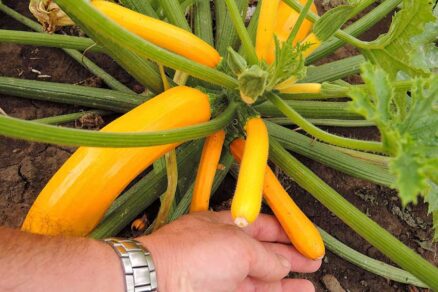 Cuketa odroda GOLDLINE F1