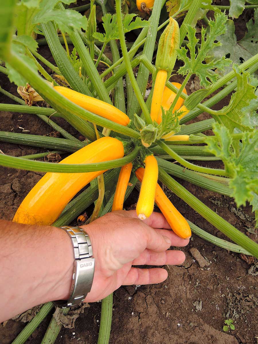 Cuketa odroda GOLDLINE F1