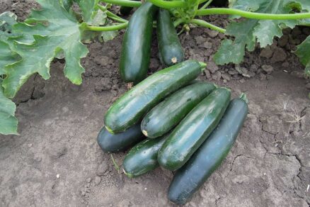 Cuketa STARTGREEN F1