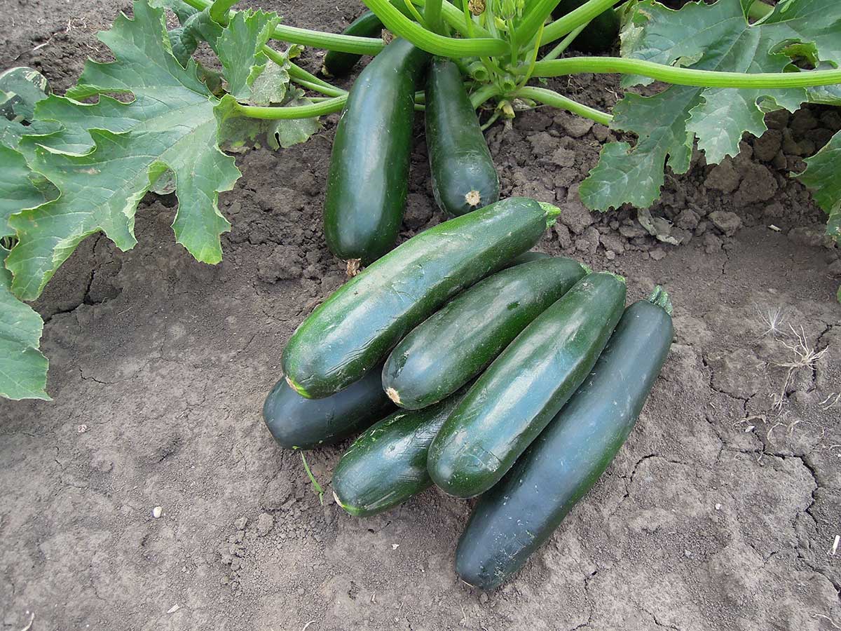 Cuketa STARTGREEN F1