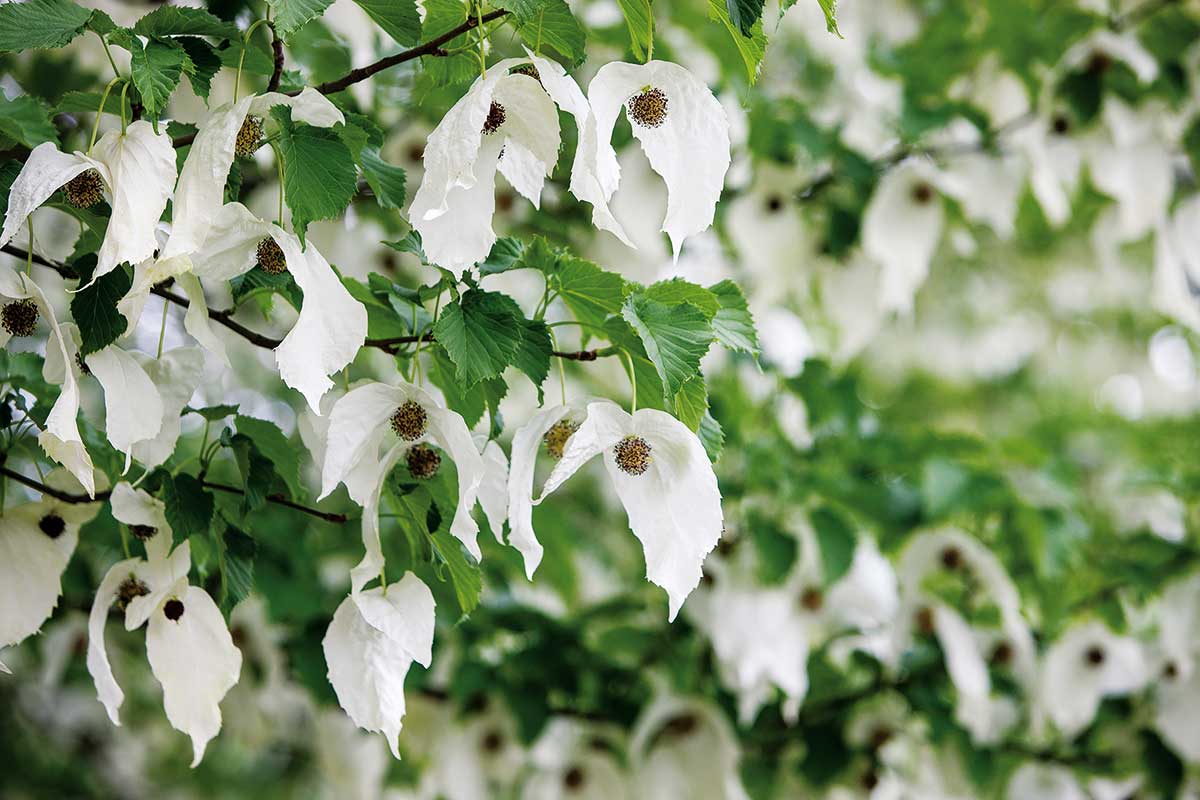 Davidia zákrovnatá