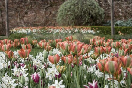 Farebné tulipány v záhrade