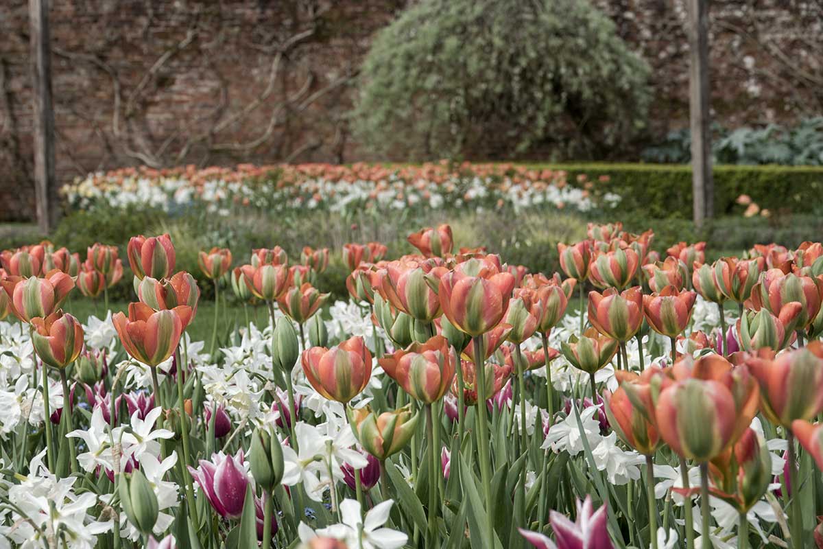 Farebné tulipány v záhrade
