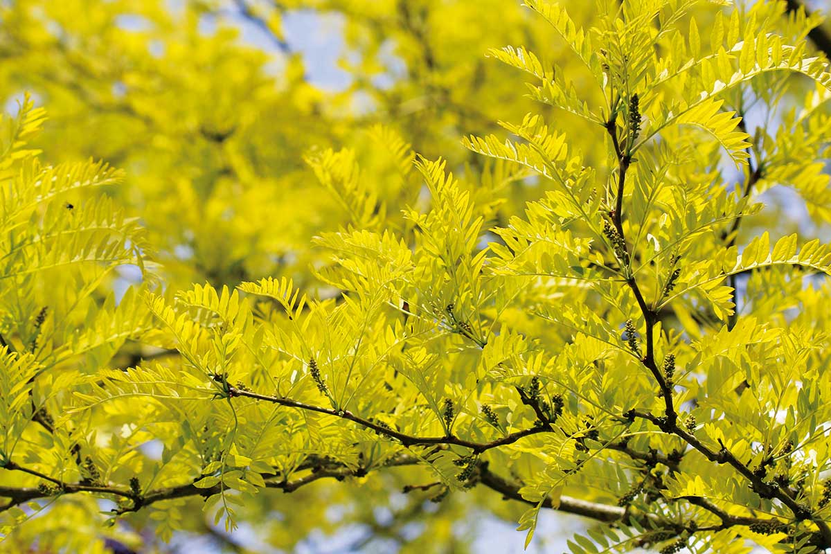 Gledíčia trojtŕňová