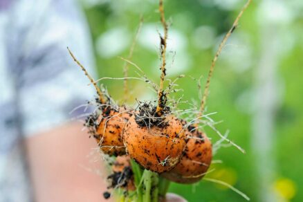 Guľaté mrkvy zo záhona