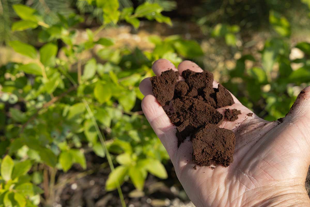 Hnojenie kávovou usadeninou