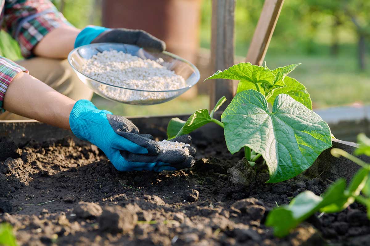 Aplikácia granulovaného hnojiva k mladej rastline uhorky v záhone