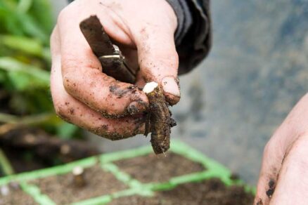 Rozmnožovanie rastlín s hrubými koreňmi