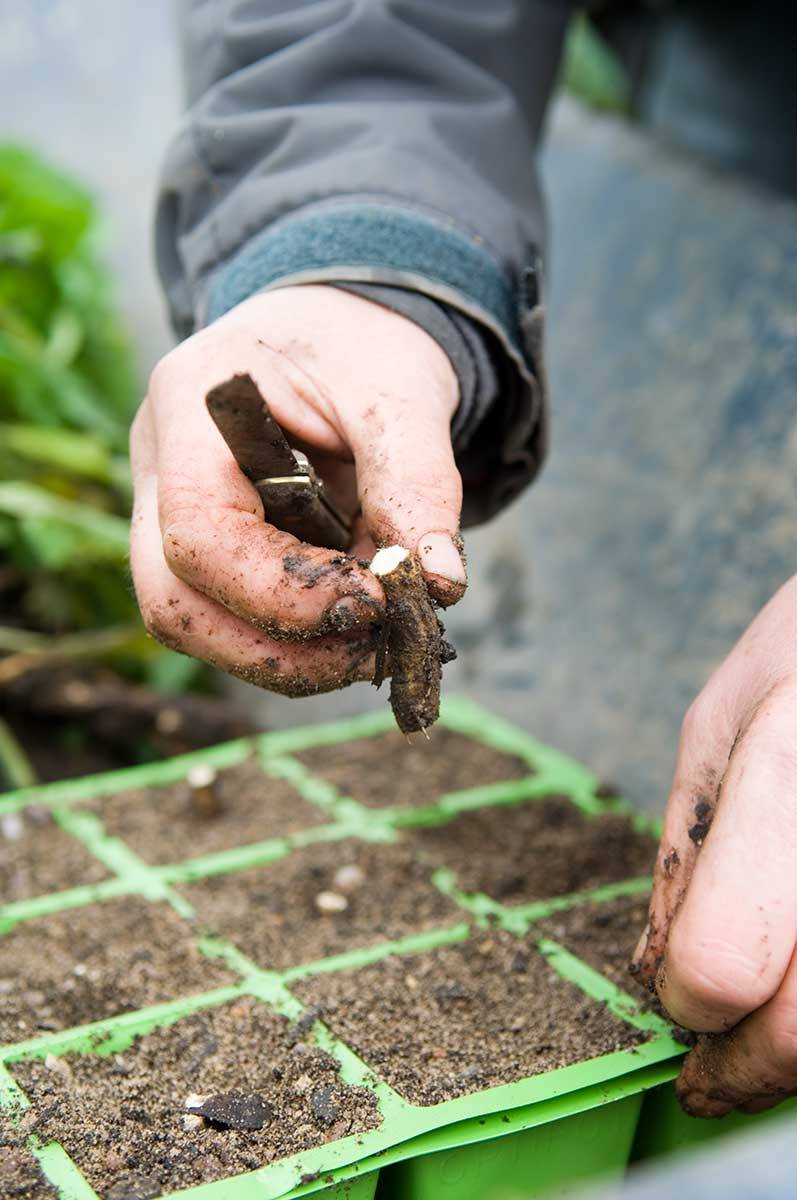 Rozmnožovanie rastlín s hrubými koreňmi