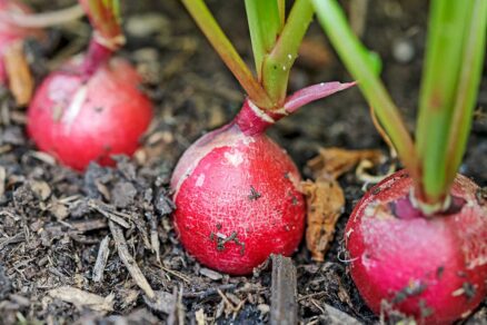 Jarné reďkovky zo záhona